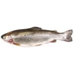 ماهی قزل آلا تازه ۱ کیلوگرم